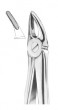  Fig. 30 upper roots 